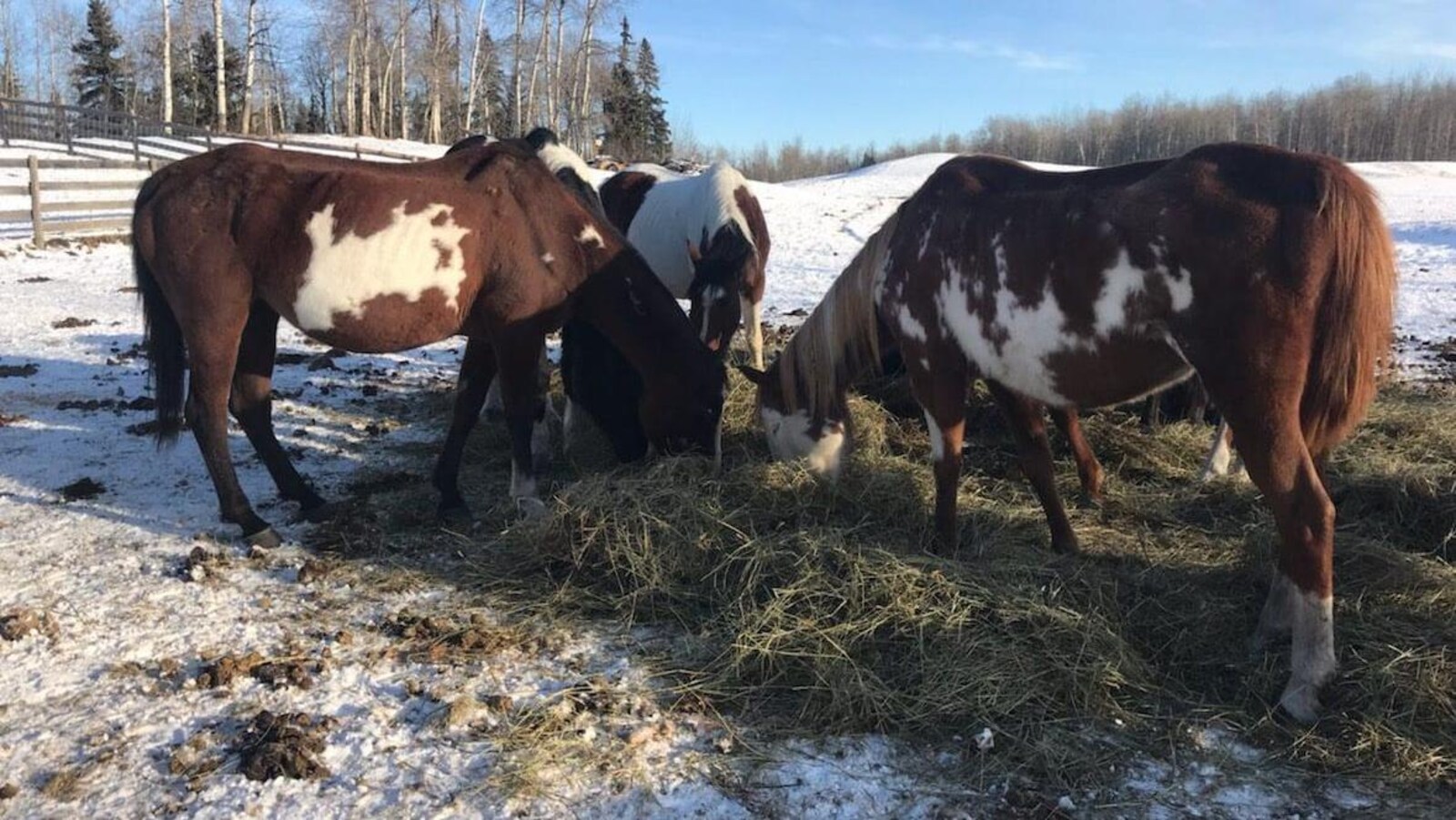 Des chevaux mangent de l'herbe à l'extérieur l'hiver.