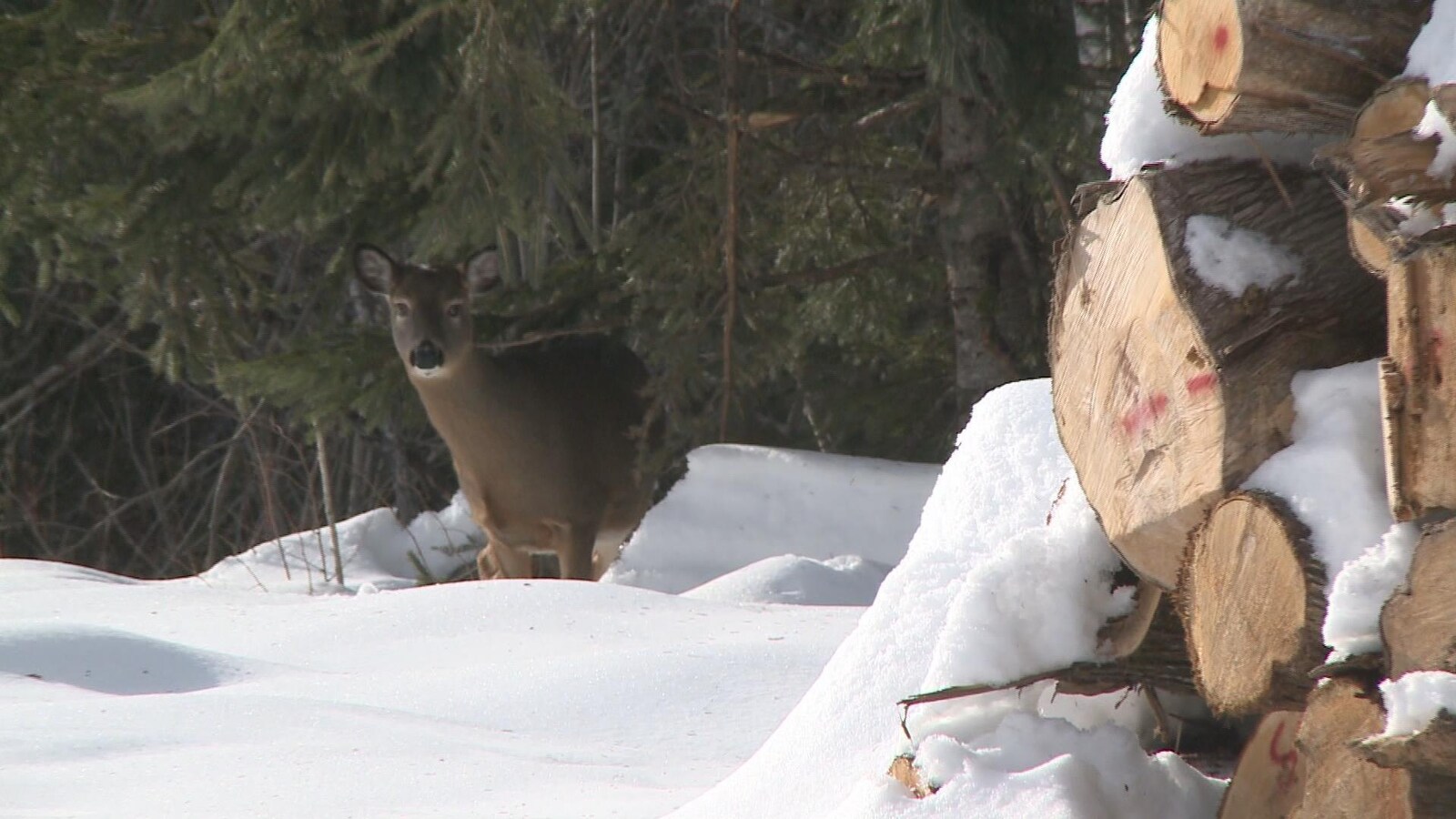 Cerf de Virginie en hiver