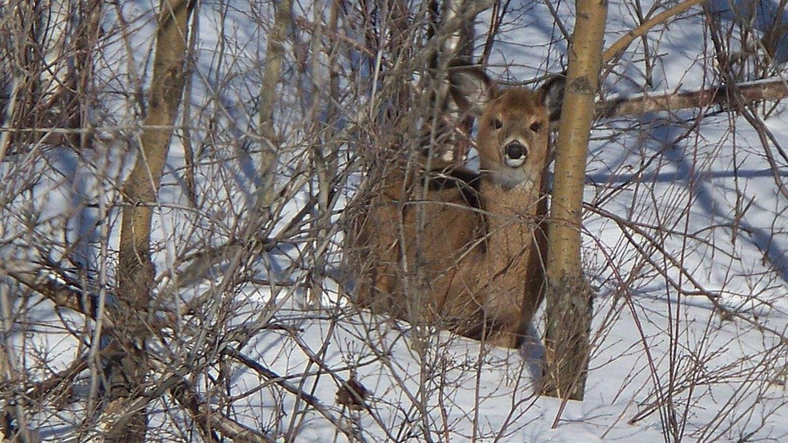 Un chevreuil en hiver