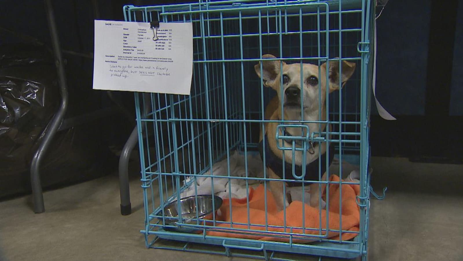 Un chien aux yeux tristes à côté d'un bol d'eau est debout sur une couverture dans une petite cage.