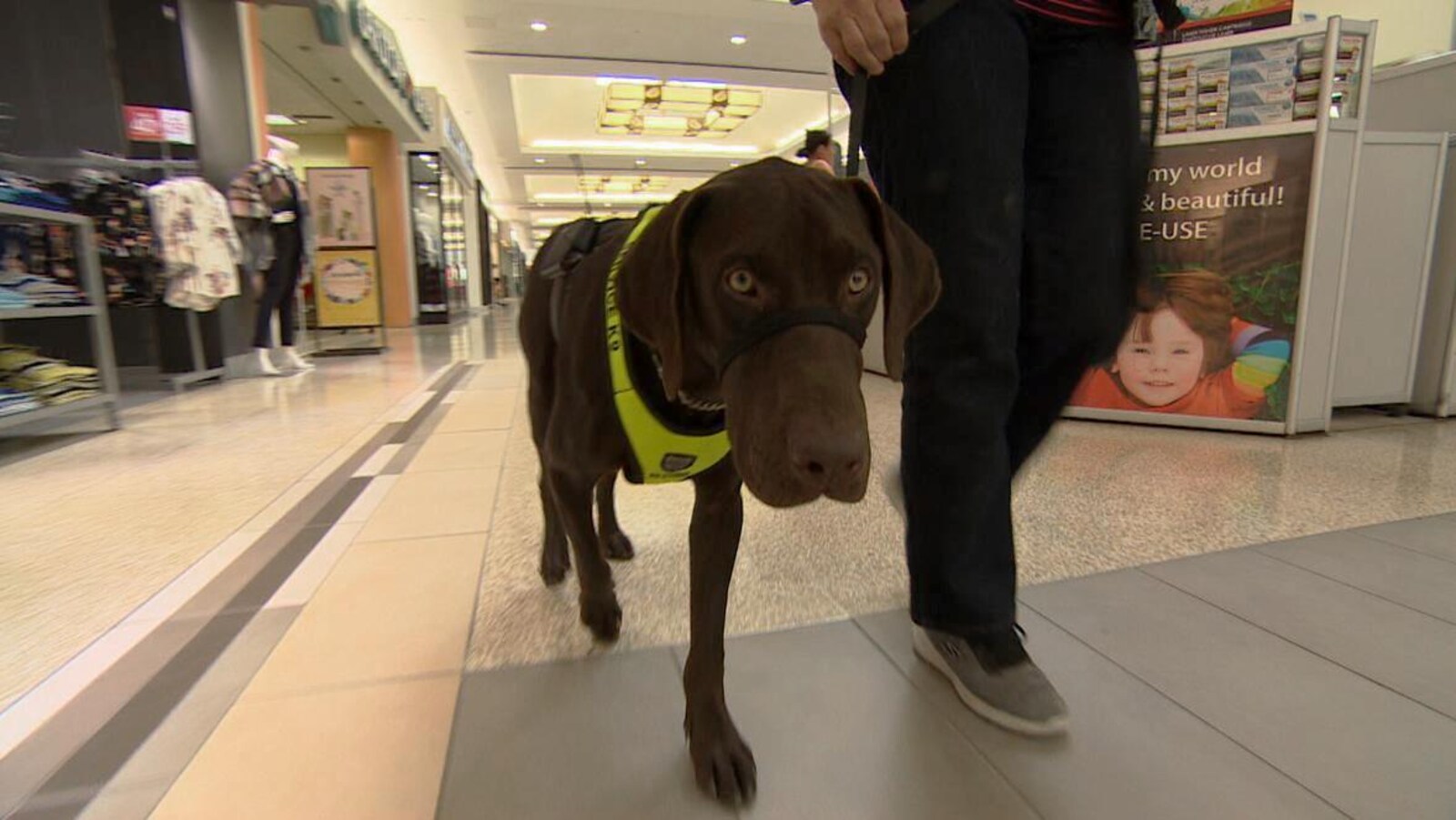 Un chien brun marche en public.
