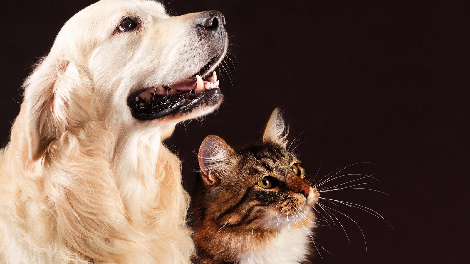 Les chiens seraient plus intelligents que les chats, selon une étude.