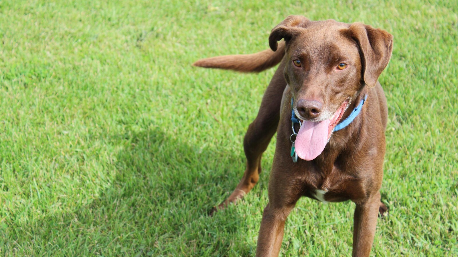 Les règlements sur les chiens dangereux et les calèches adoptés à Montréal ICI RadioCanada.ca