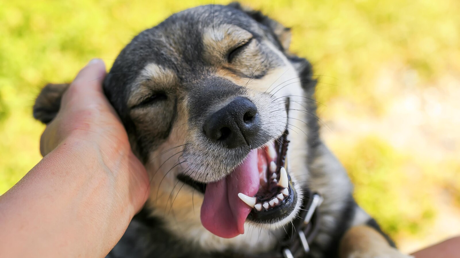 Un chien se fait flatter l'oreille. Il a les yeux fermés et la langue sortie et semble sourire.