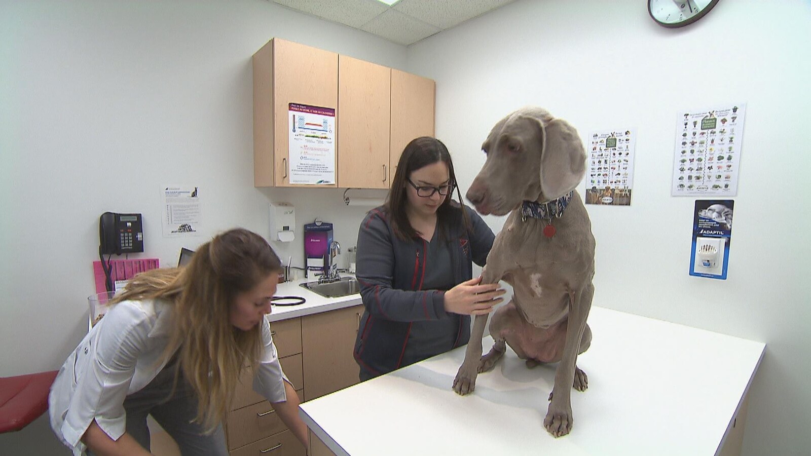 Tout comme les humains, les chiens peuvent souffrir de la maladie de Lyme qui est transmise par les tiques.