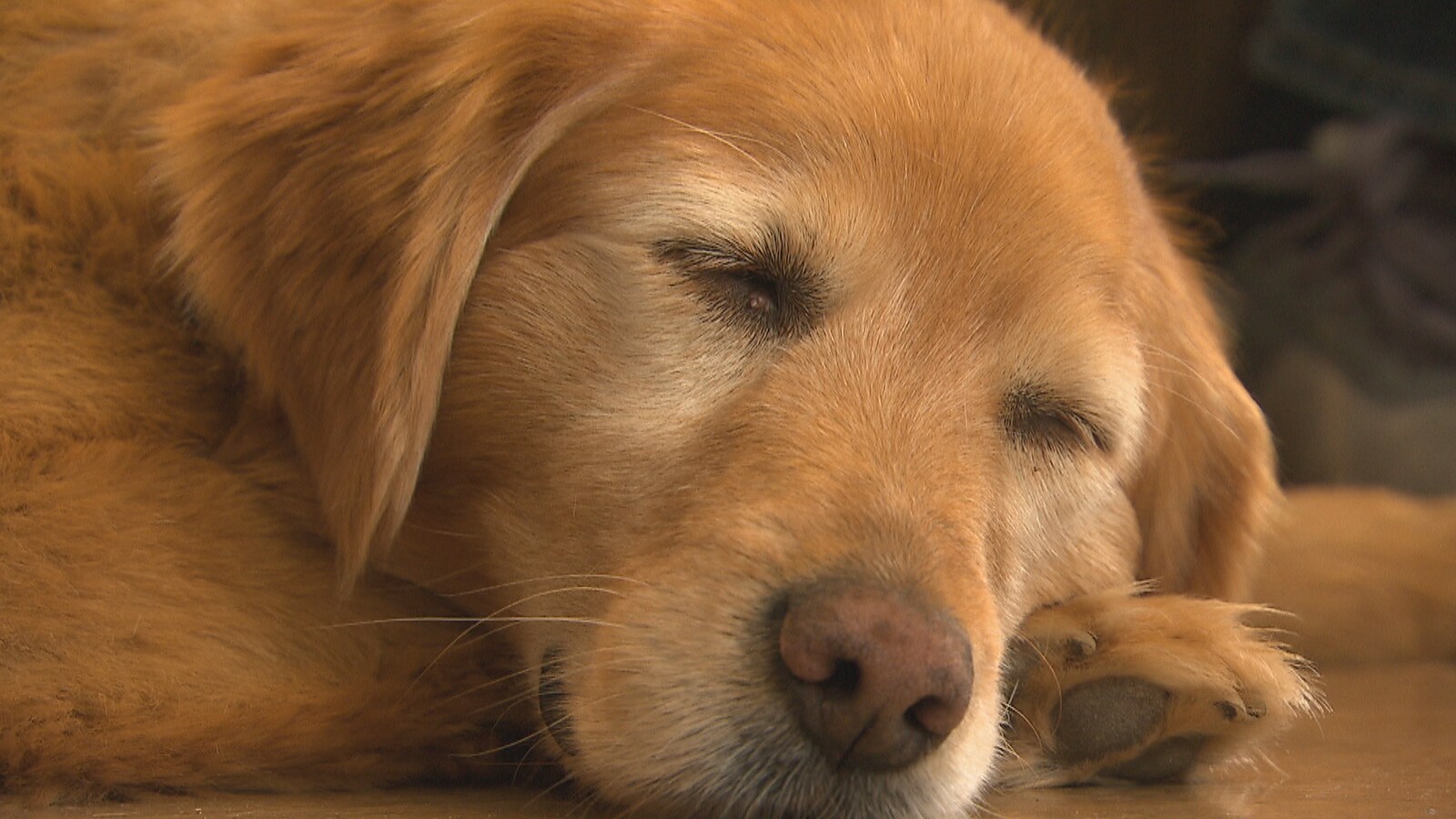 Un chien avec les yeux fermés qui se repose.