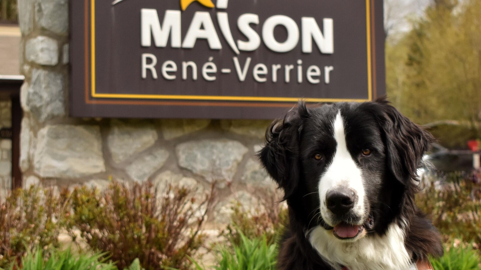 Un labernois assis devant l'enseigne de la Maison René-Verrier.