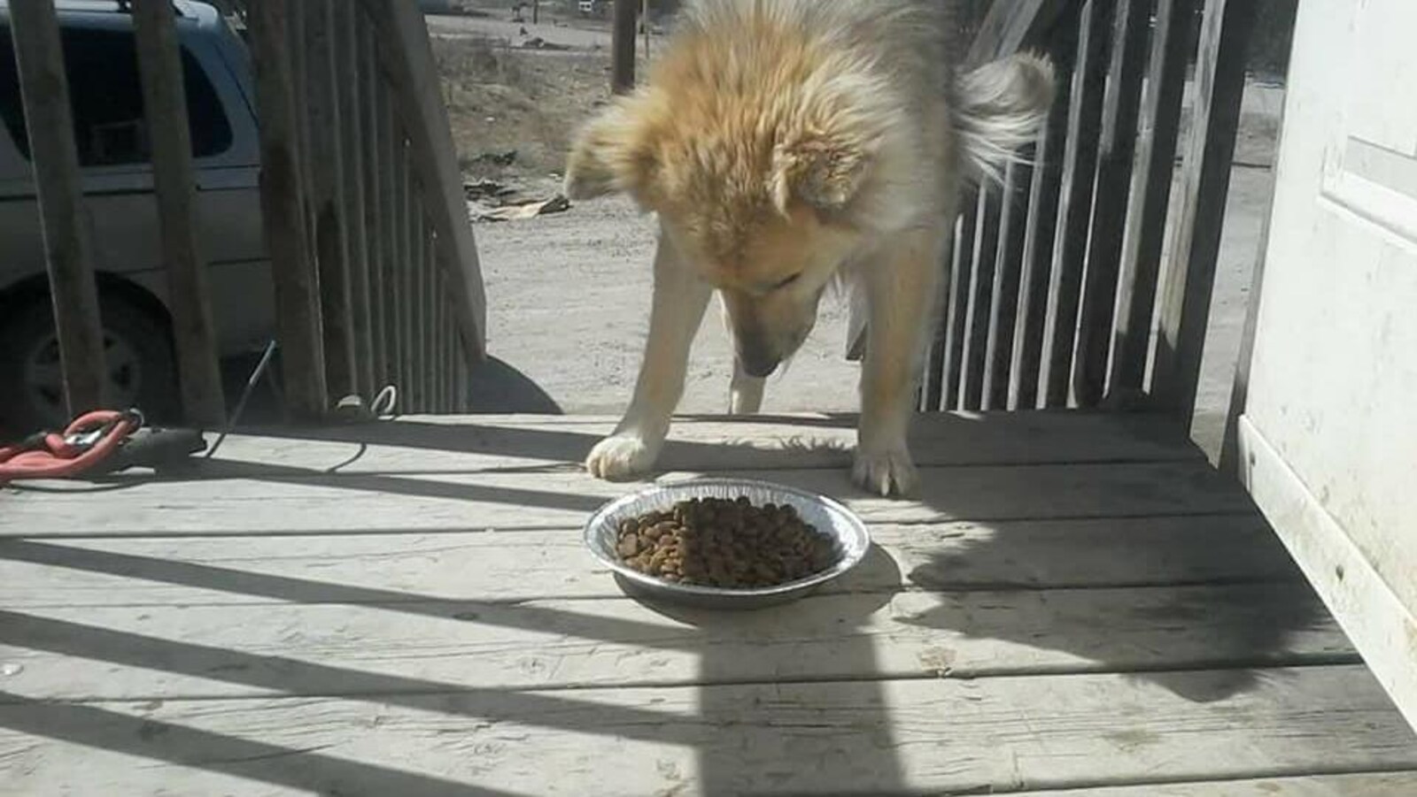 Un chien sur le point de manger sur une galerie, en haut des marches.