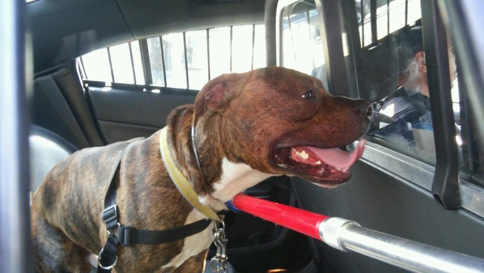 Un chien qui a la bouche ouverte pour haleter regarde droit devant lui. Il est assis dans une voiture de police et une sorte de licou semble être mis sur lui.