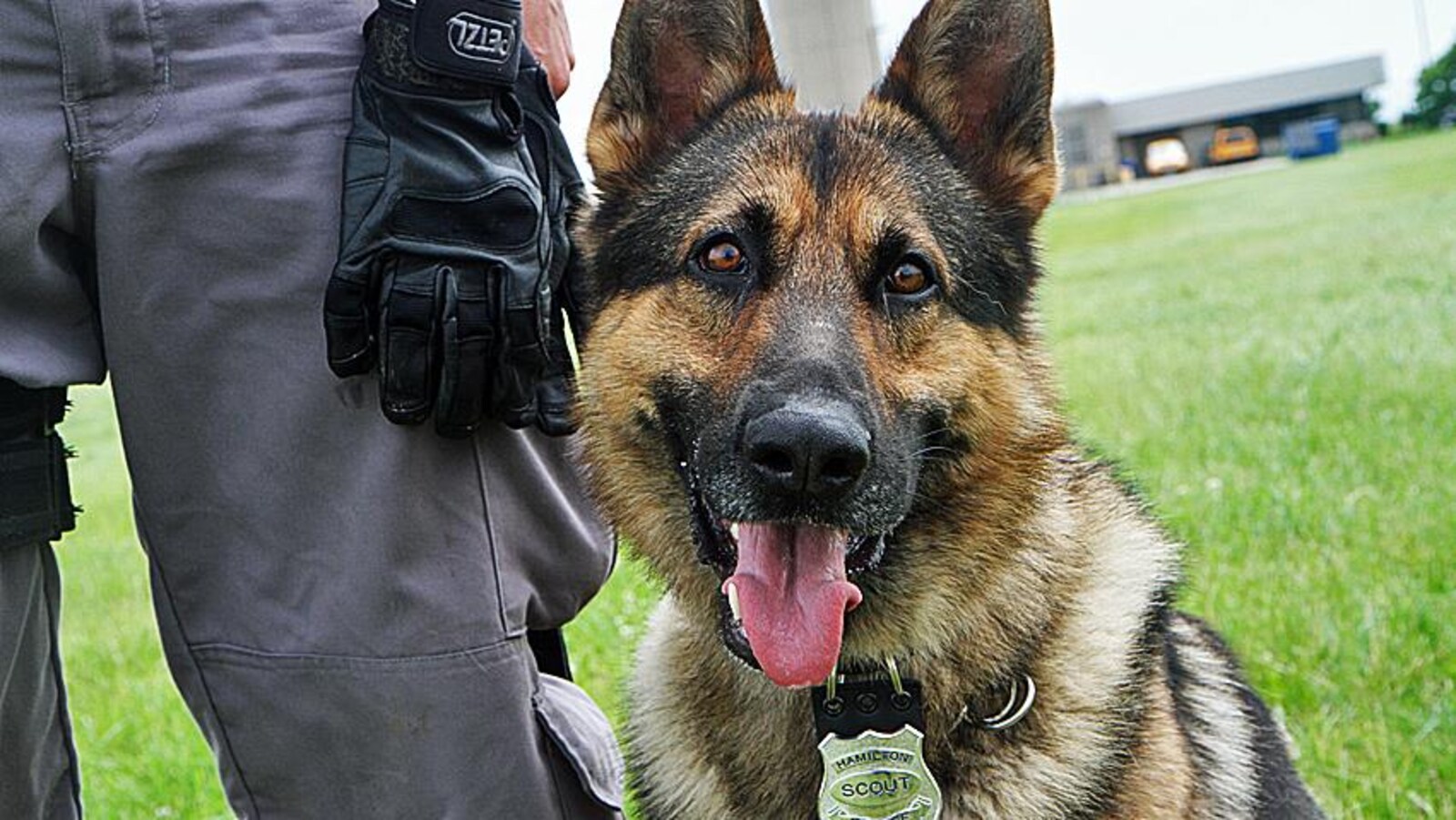 Un chien policier