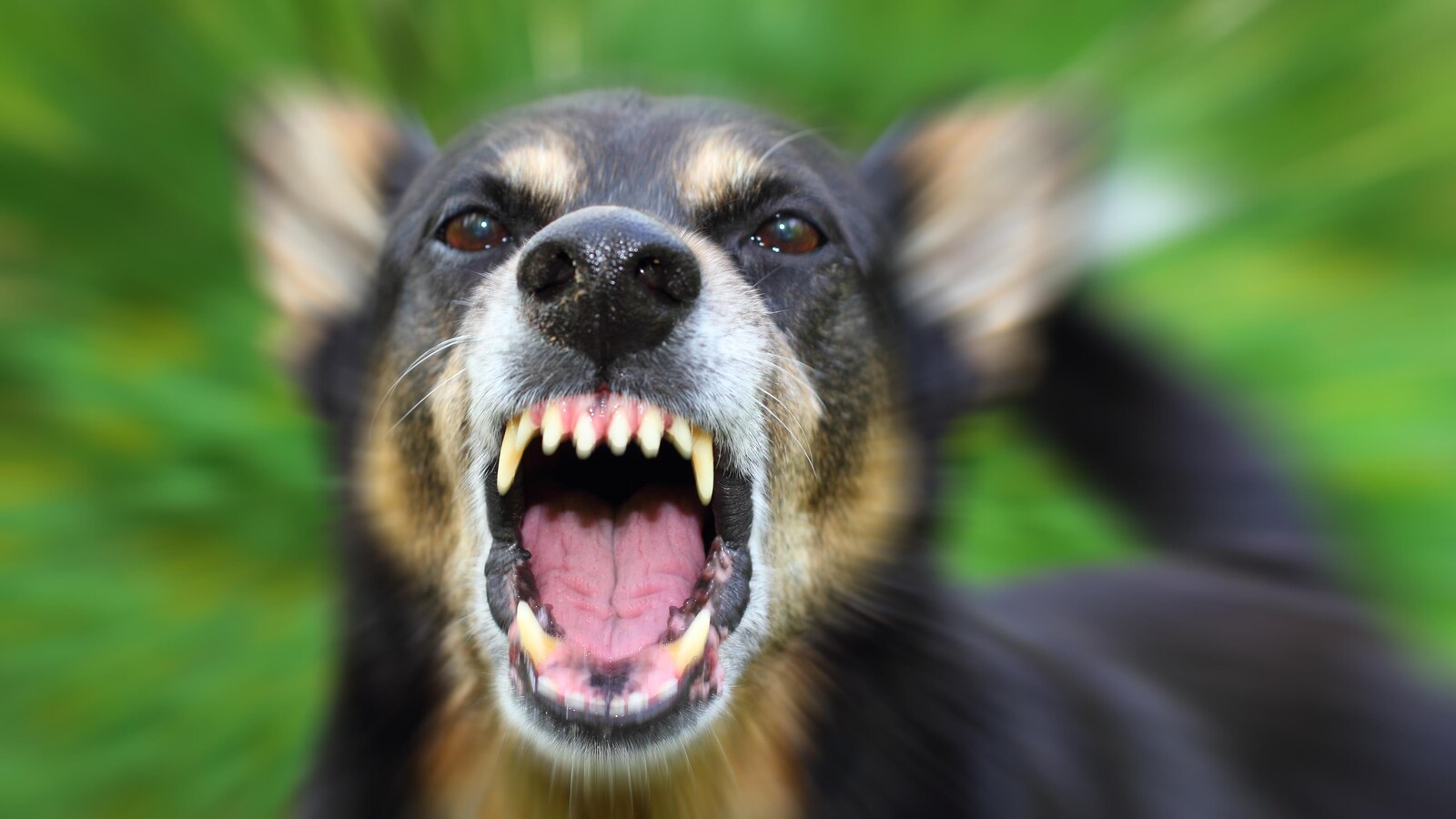 Un chien en colère jappe en montrant les dents