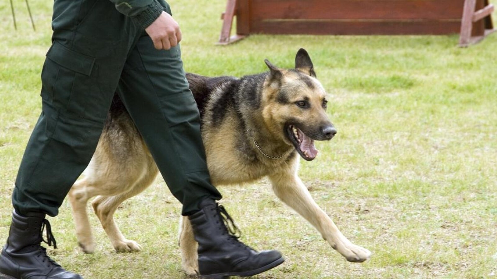 Chien renifleur