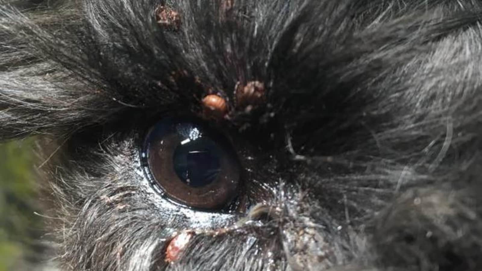 Plusieurs tiques sont accrochées à la peau et aux poils entourant l'oeil d'un chien.