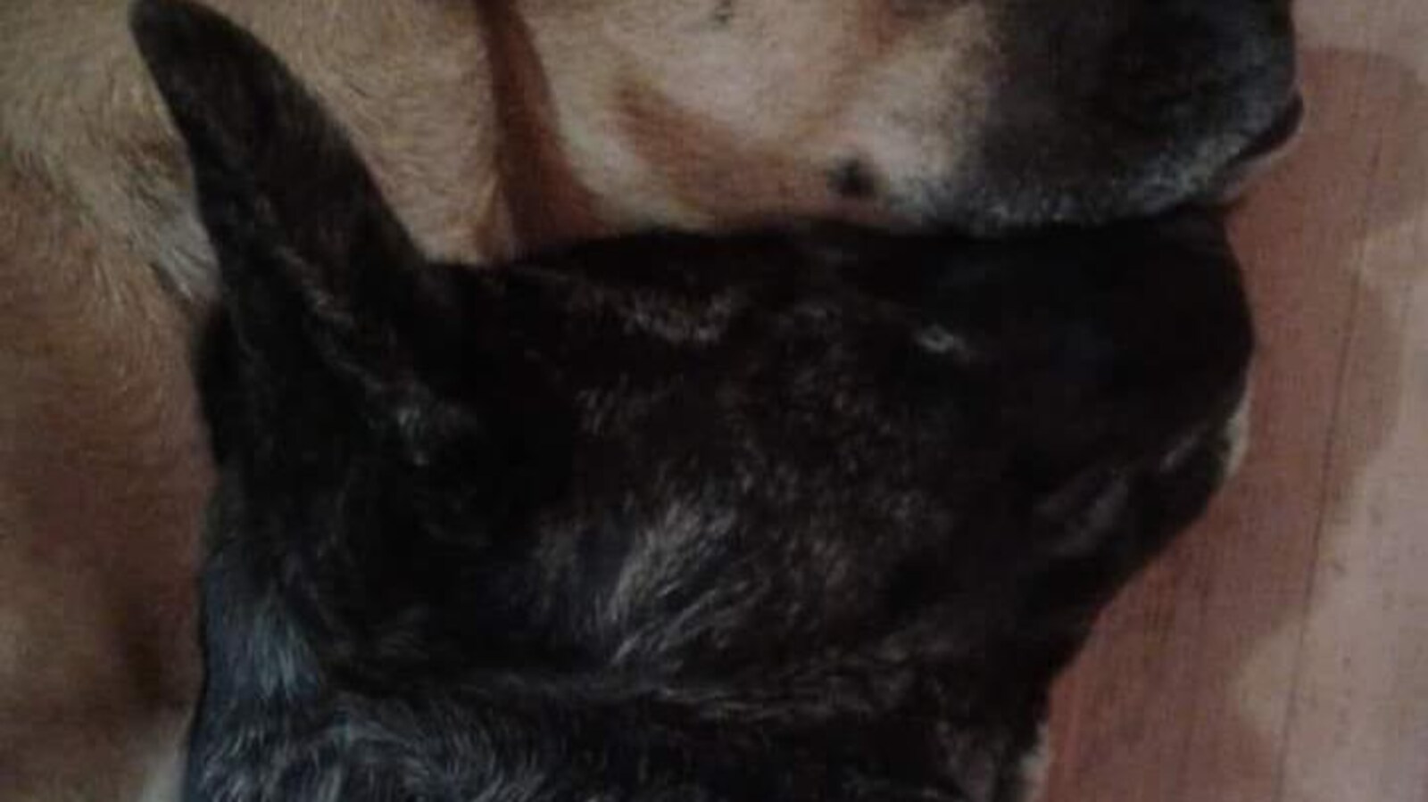 Louna, la chienne noire de Samantha Samson, apparaît couchée près de l'autre chien de la dame qui espère davantage de services vétérinaires en Abitibi-Témiscamingue.