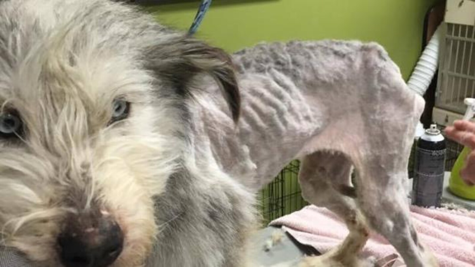 Un chien maltraité.