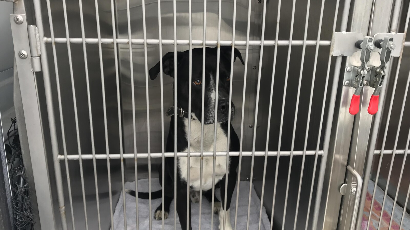 Un chien est dans une cage.