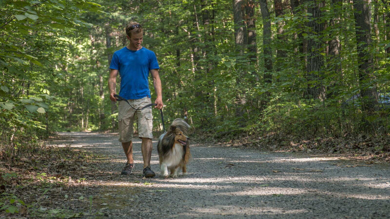 Un chien promené en laisse au parc d'Oka