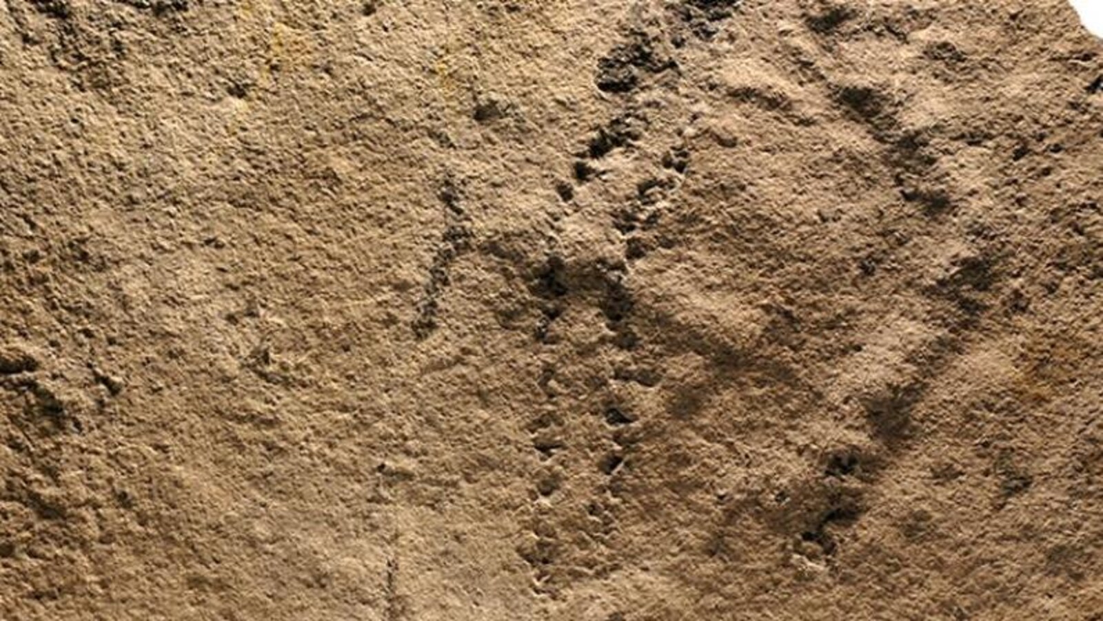Des empreintes d'animaux vieilles de 541 millions d'années.