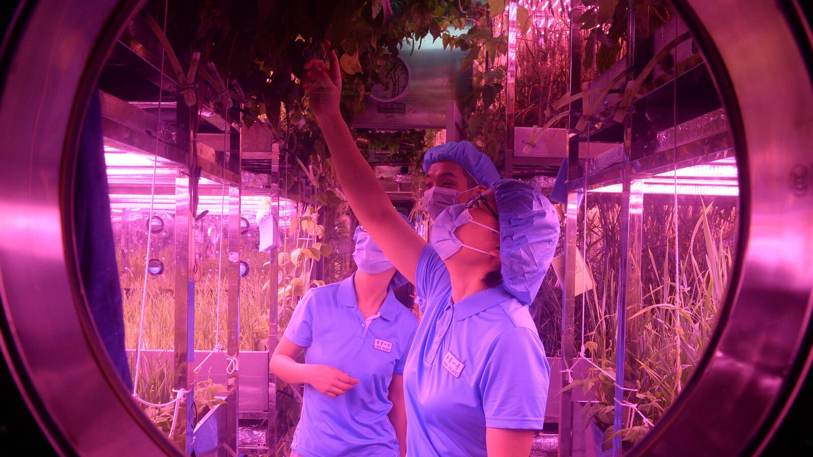 De jeunes Chinois, portant un masque, un bonnet et des habits bleus, sont dans une pièce où poussent des végétaux. La lumière de la pièce est rose.