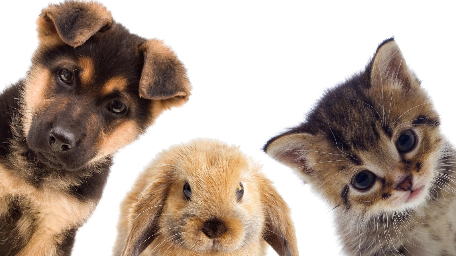 Un chiot, un lapin et un chaton