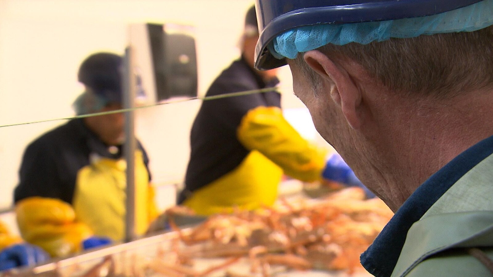 Travailleurs saisonniers dans une usine de transformation du crabe