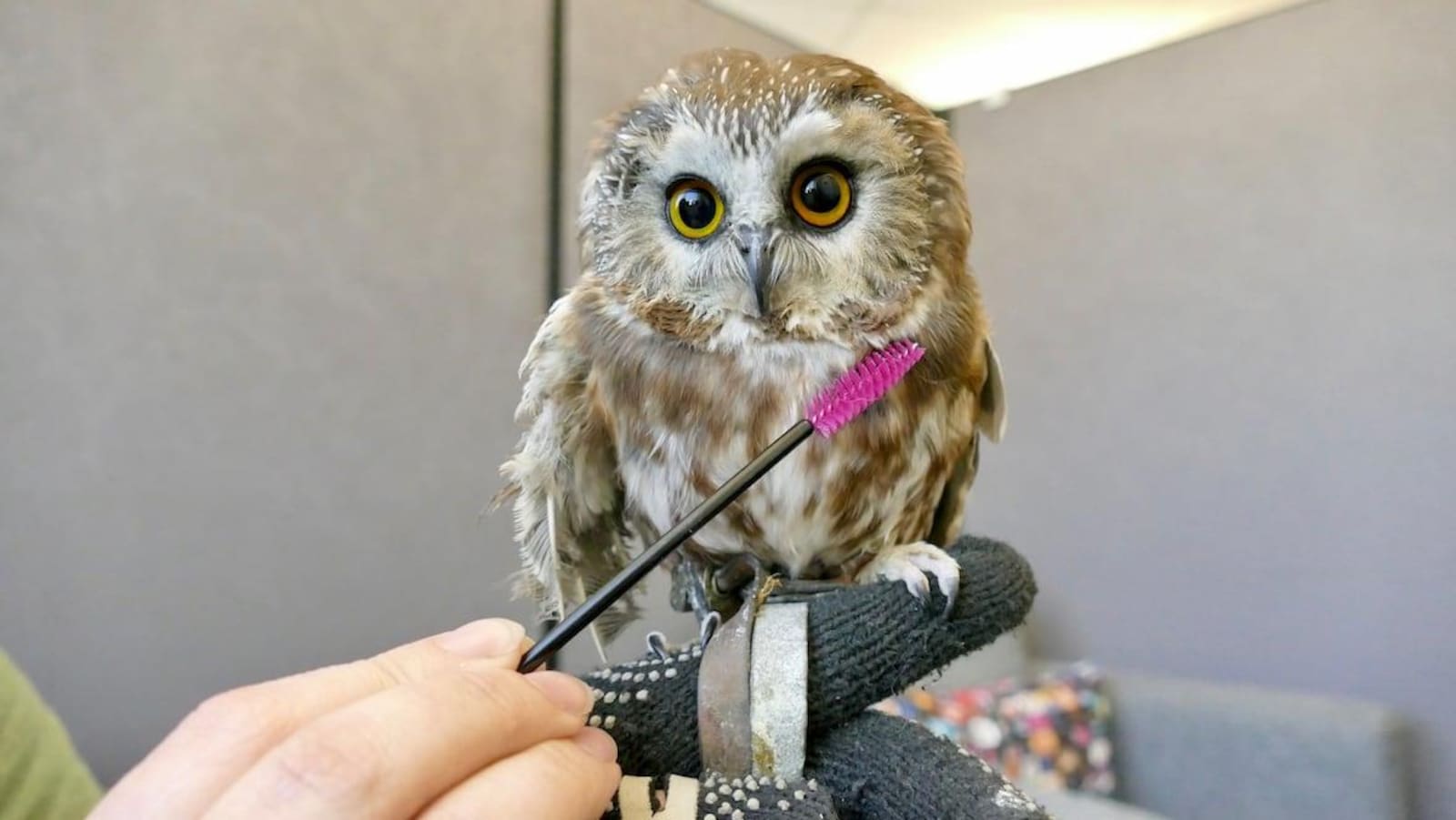 Un oiseau se fait nettoyer par une brosse à mascara