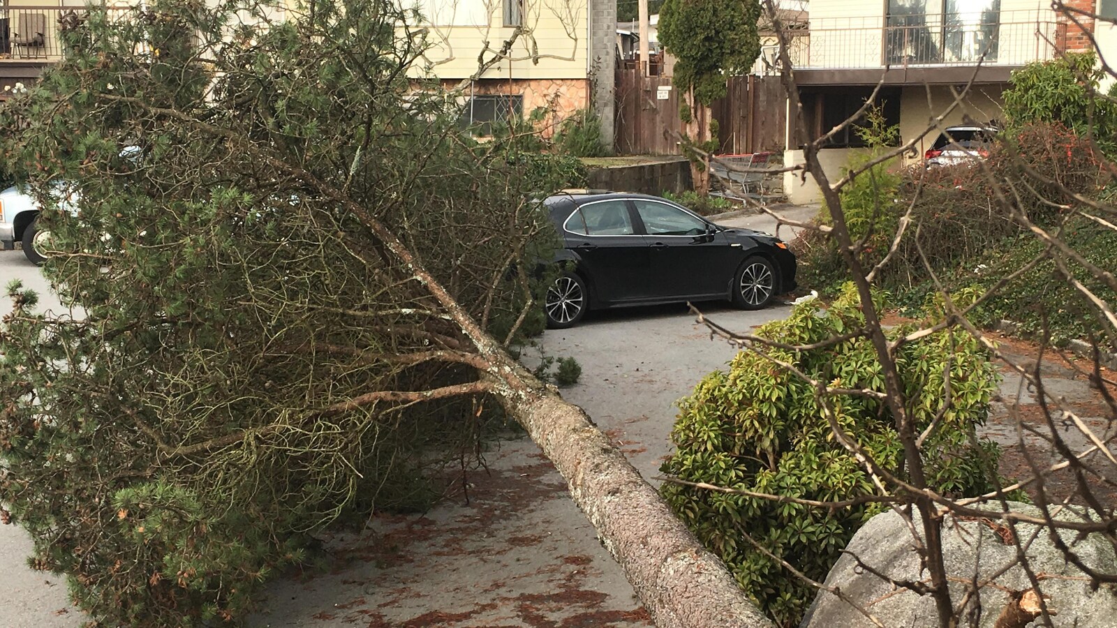 Le tronc de l'arbre est entièrement déraciné et à terre à côté d'une voiture noire.