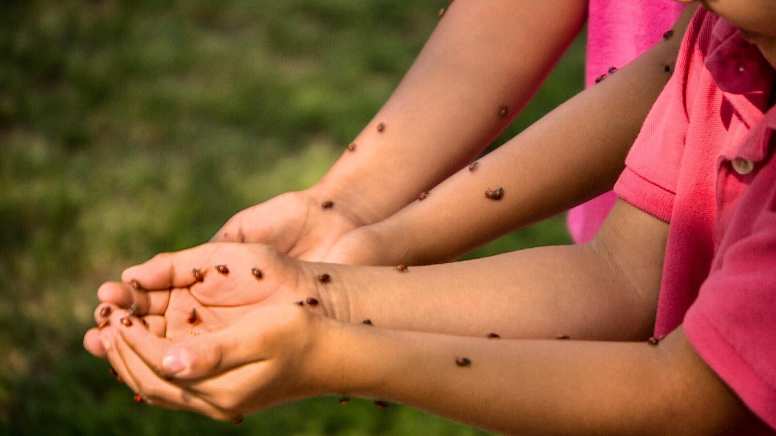 Coccinelles dans les mains d'enfants.