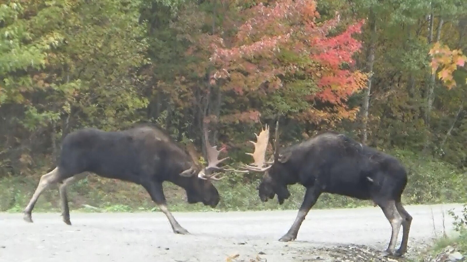Deux orignaux mâles lors d'un combat sur un chemin de chasse.