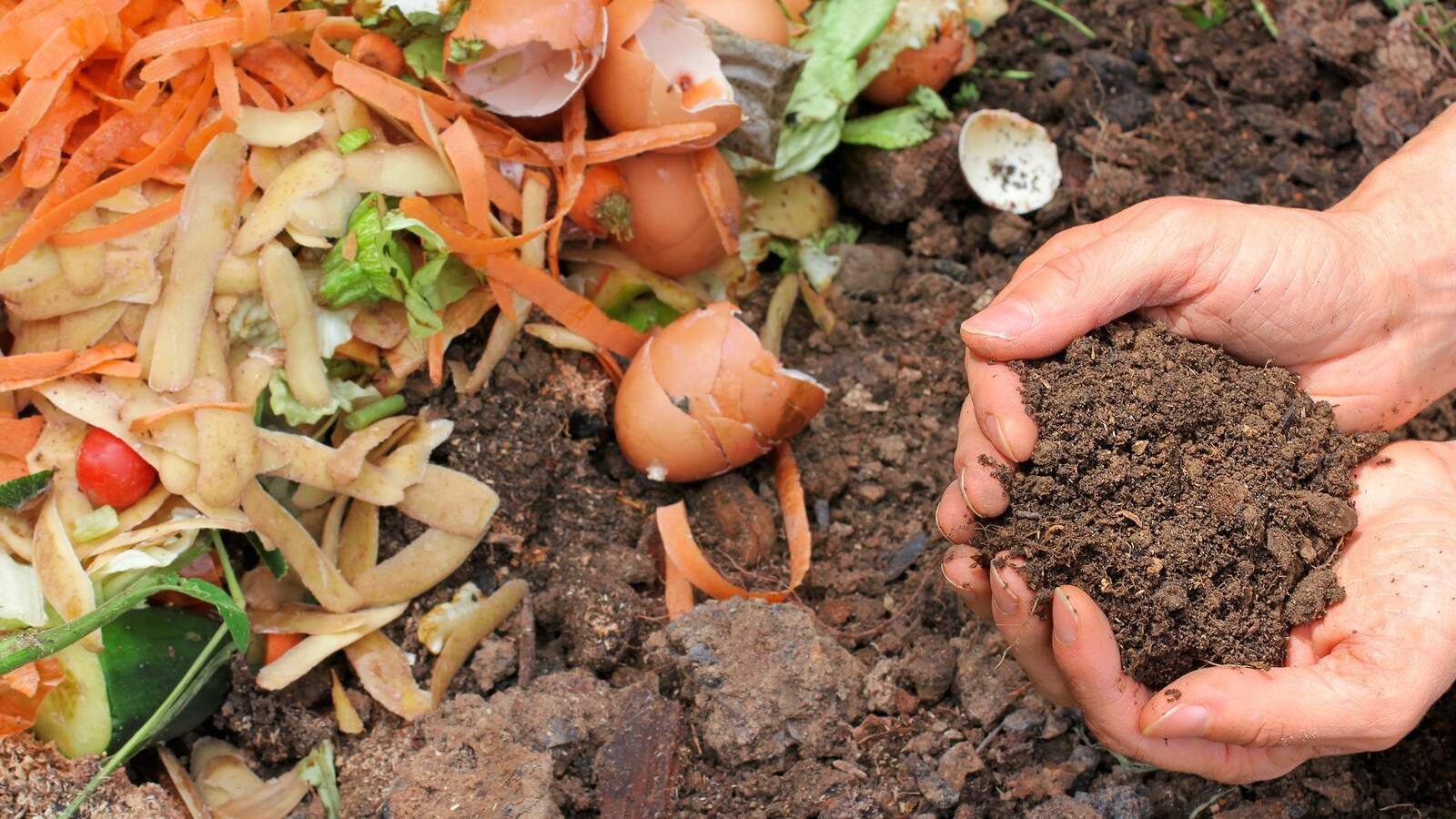 Un homme tient du compost dans ses mains.