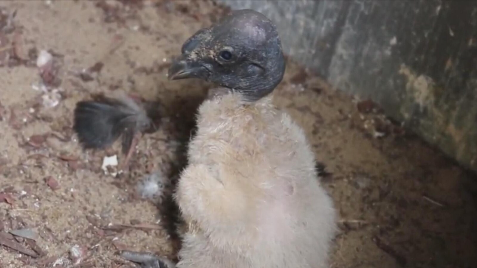 Un poussin condor des Andes en captivité.