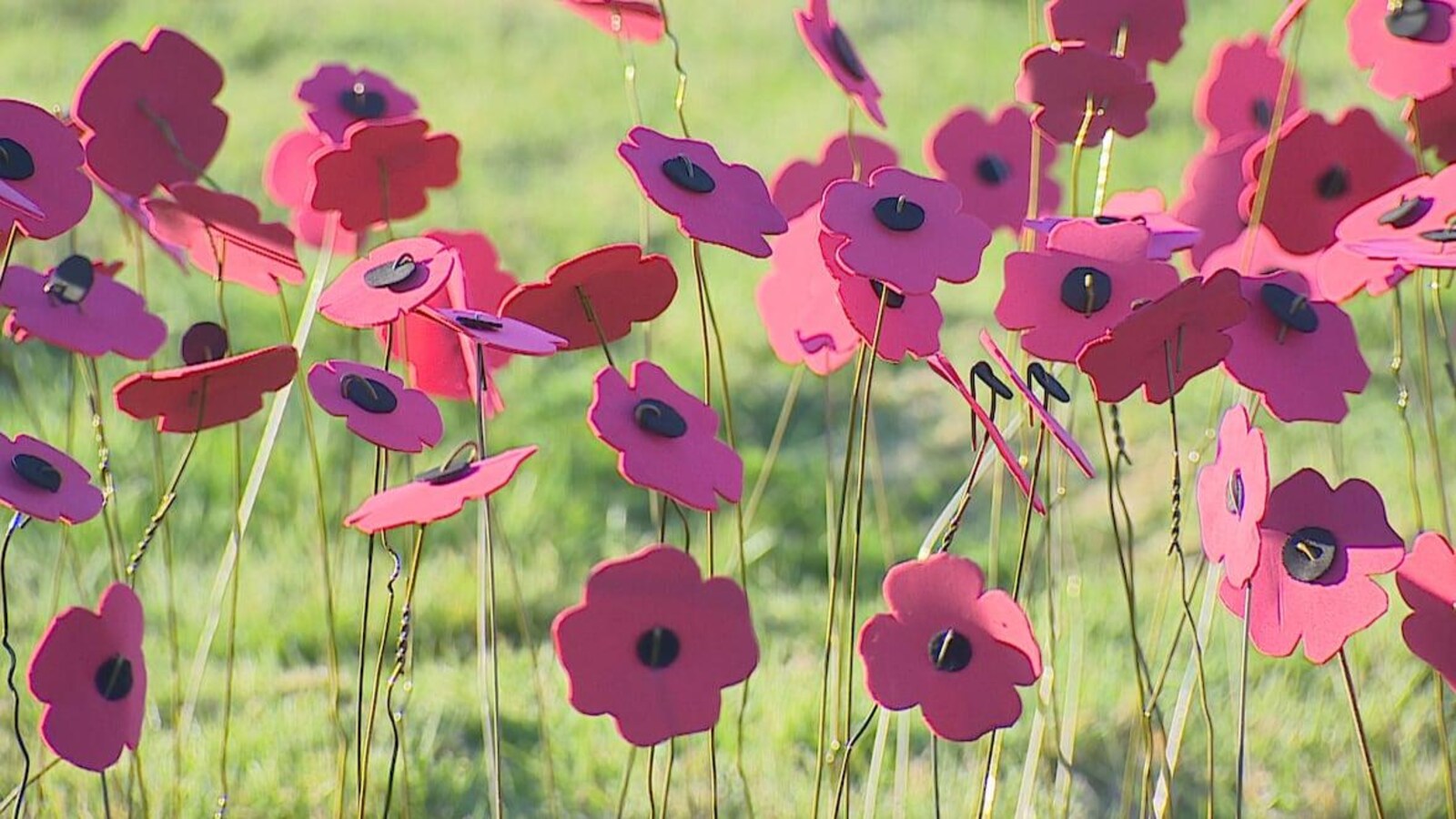 Des coquelicots fabriqués à la main alors qu'ils sont plantés dans un espace vert.