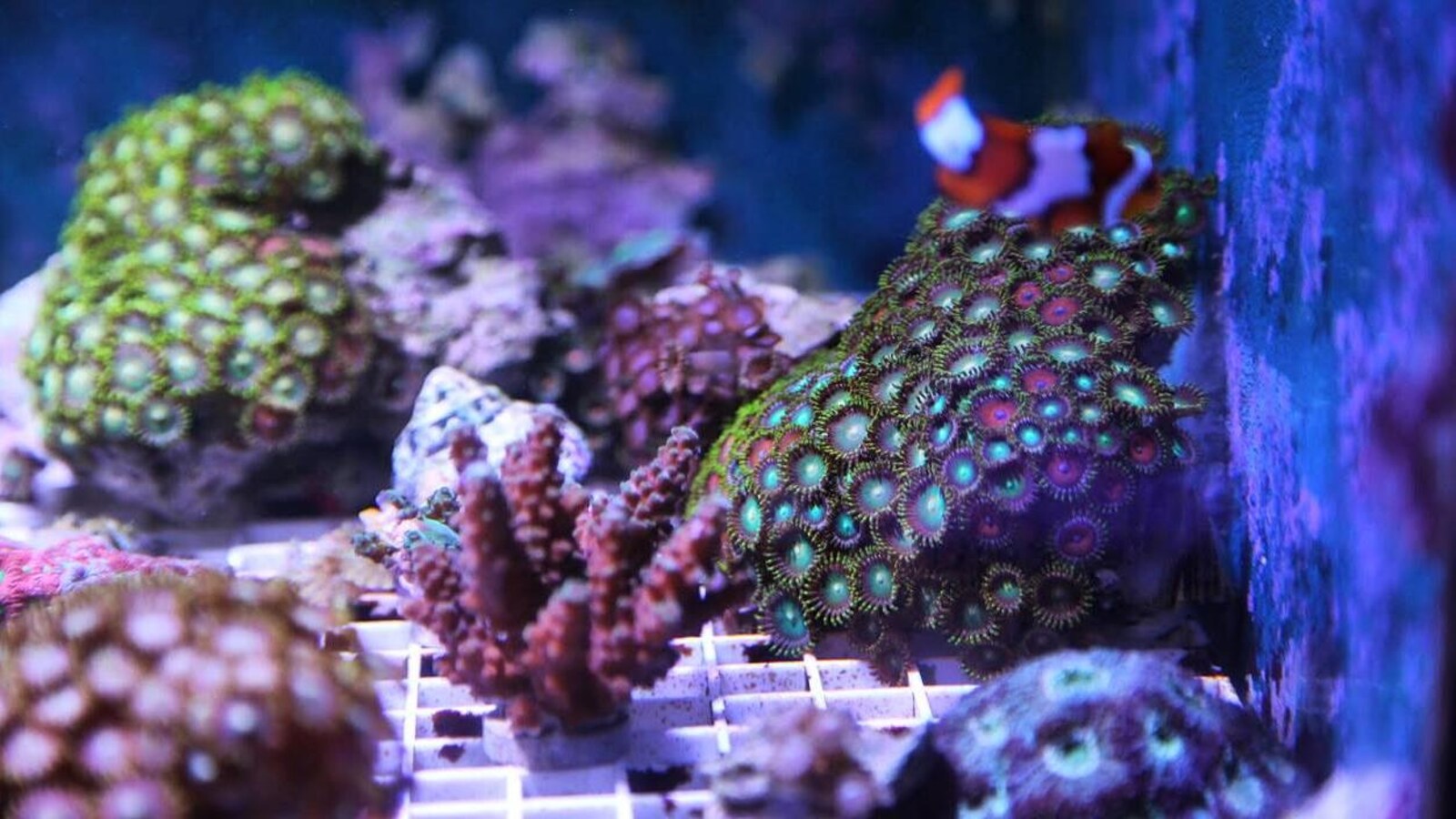 Des coraux et un poisson.