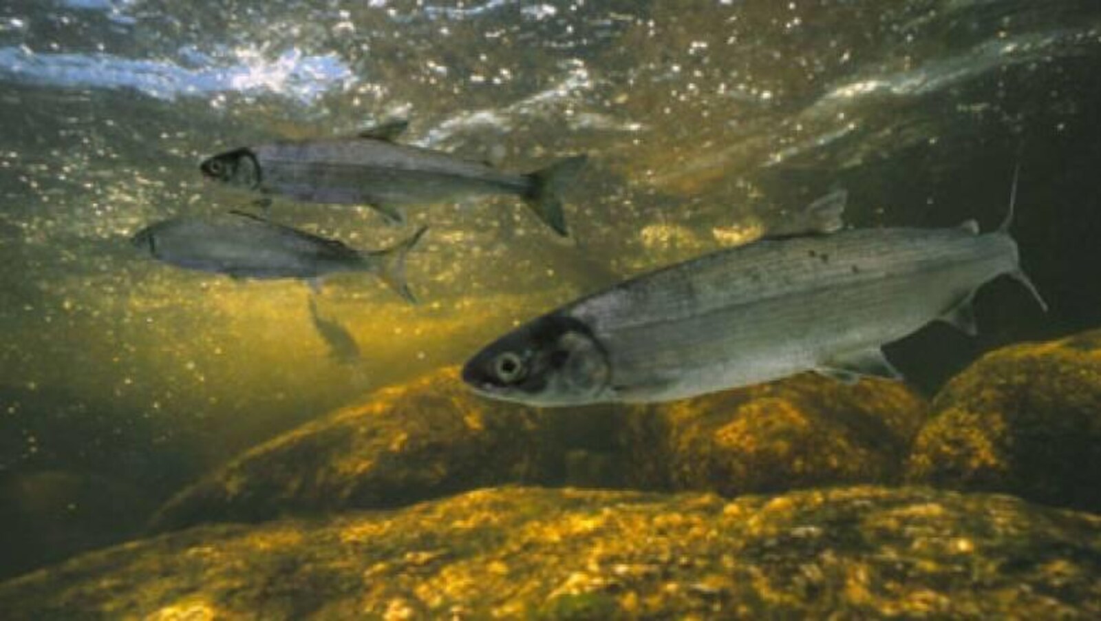 Des corégones de l'Atlantique dans une rivière