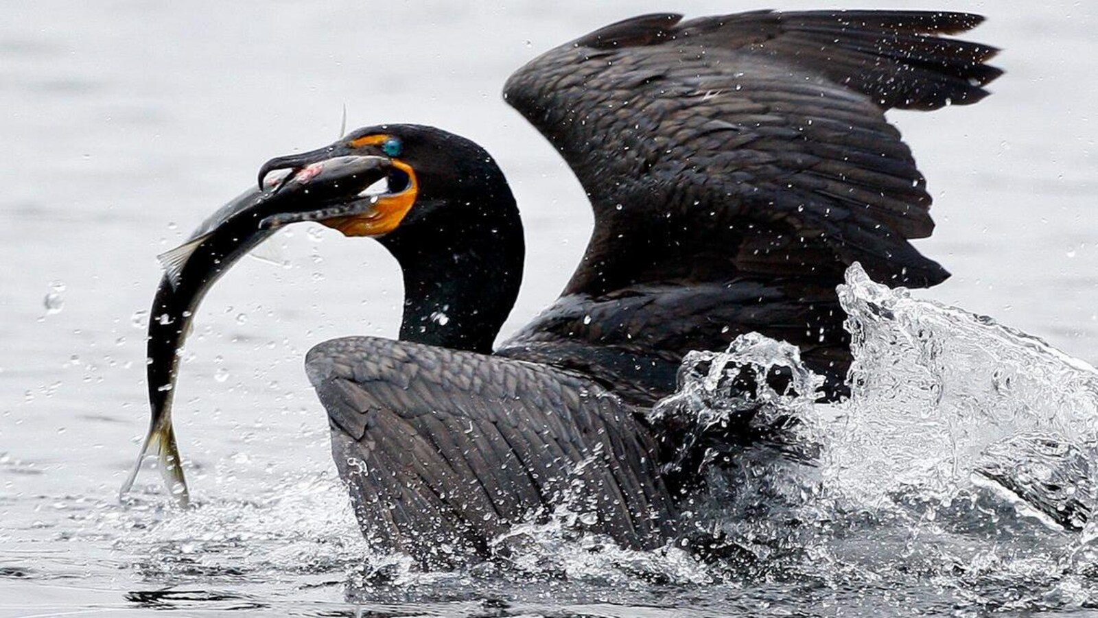 Photo d'un oiseau noir qui tient un poisson dans son bec.