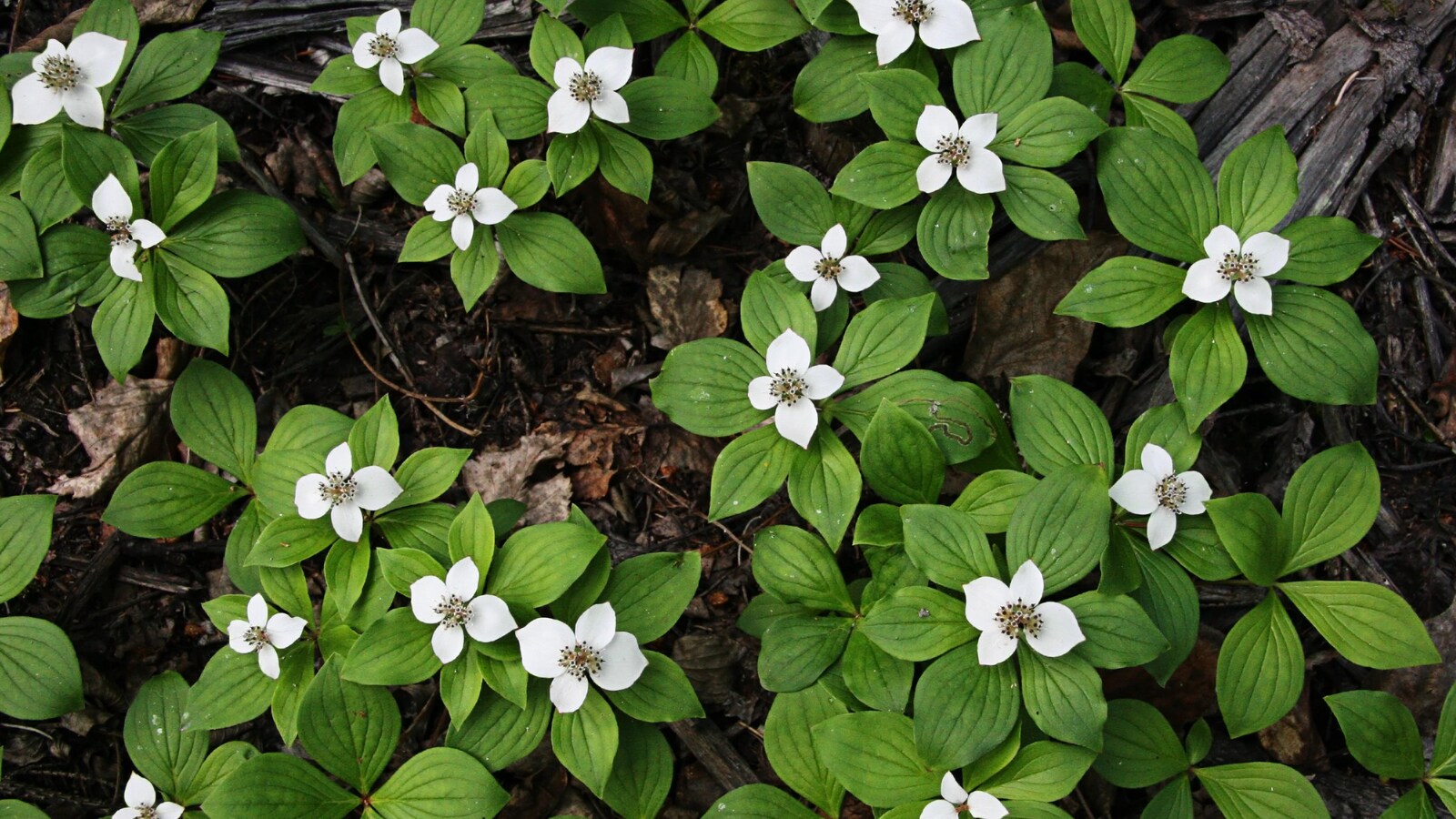 Plantes à fleurs blanches dans un sous-bois