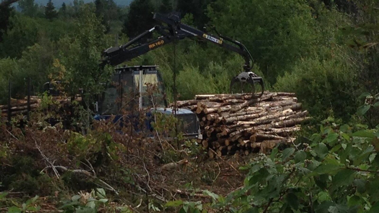 Coupe forestière dans une forêt