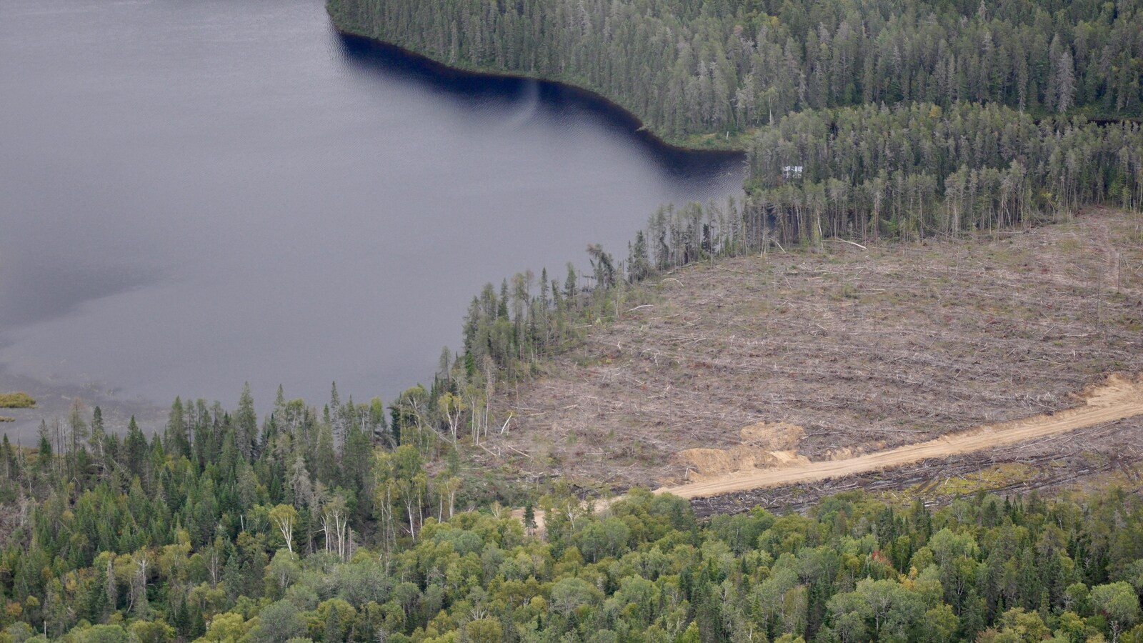 Coupe forestière bordant une étendue d’eau. Une mince lisière d’arbres est demeurée intacte.