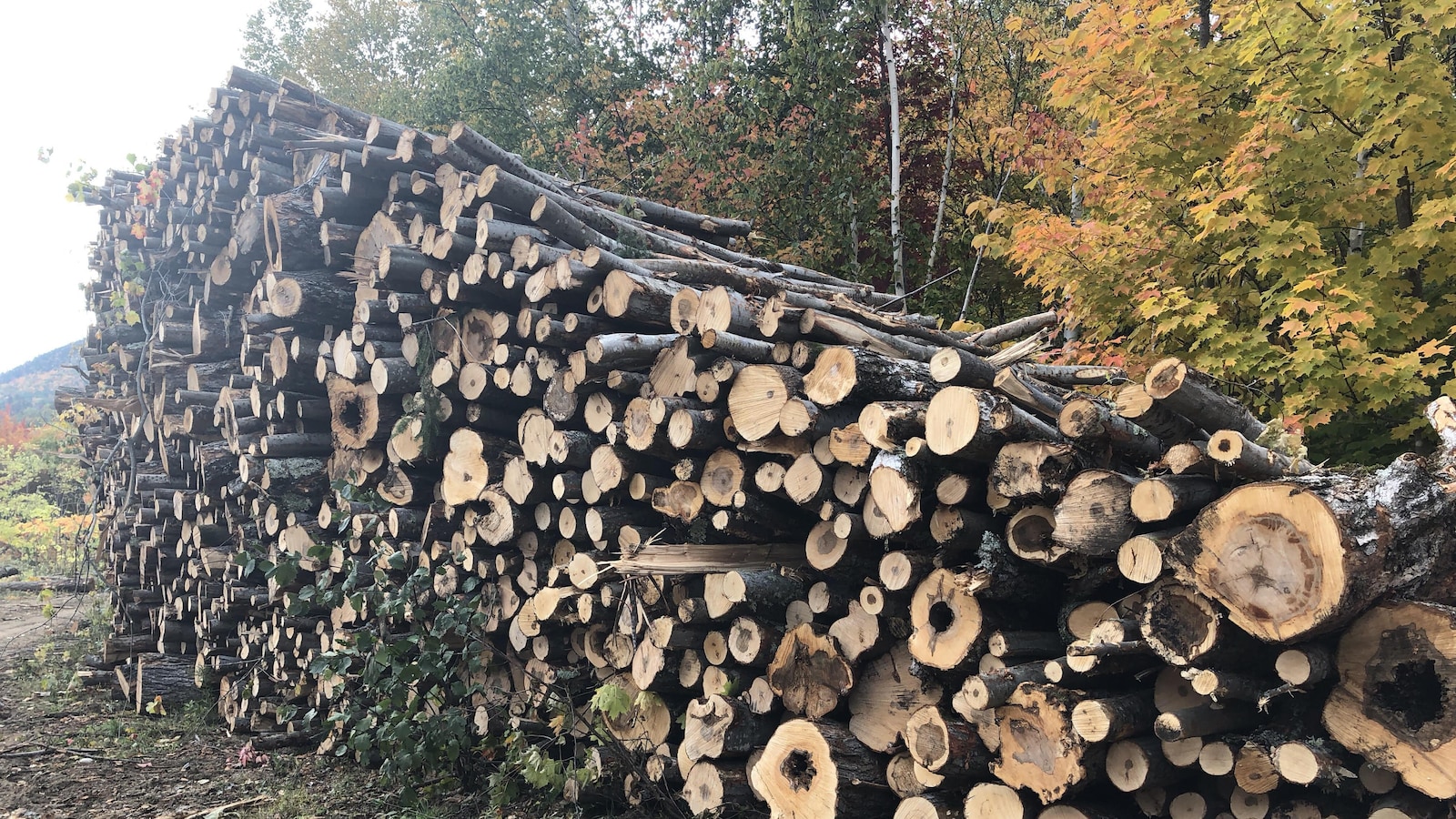 Des dizaines de troncs d’arbres coupés sont empilés à l’orée d’une forêt. On aperçoit des arbres dont les feuilles ont revêtu leur teinte automnale.