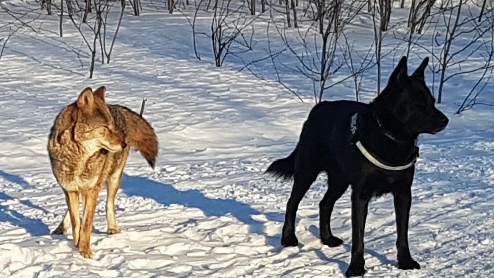 « Miss Coyote » était très familière avec le chien de Mark Lagace, Rocky.