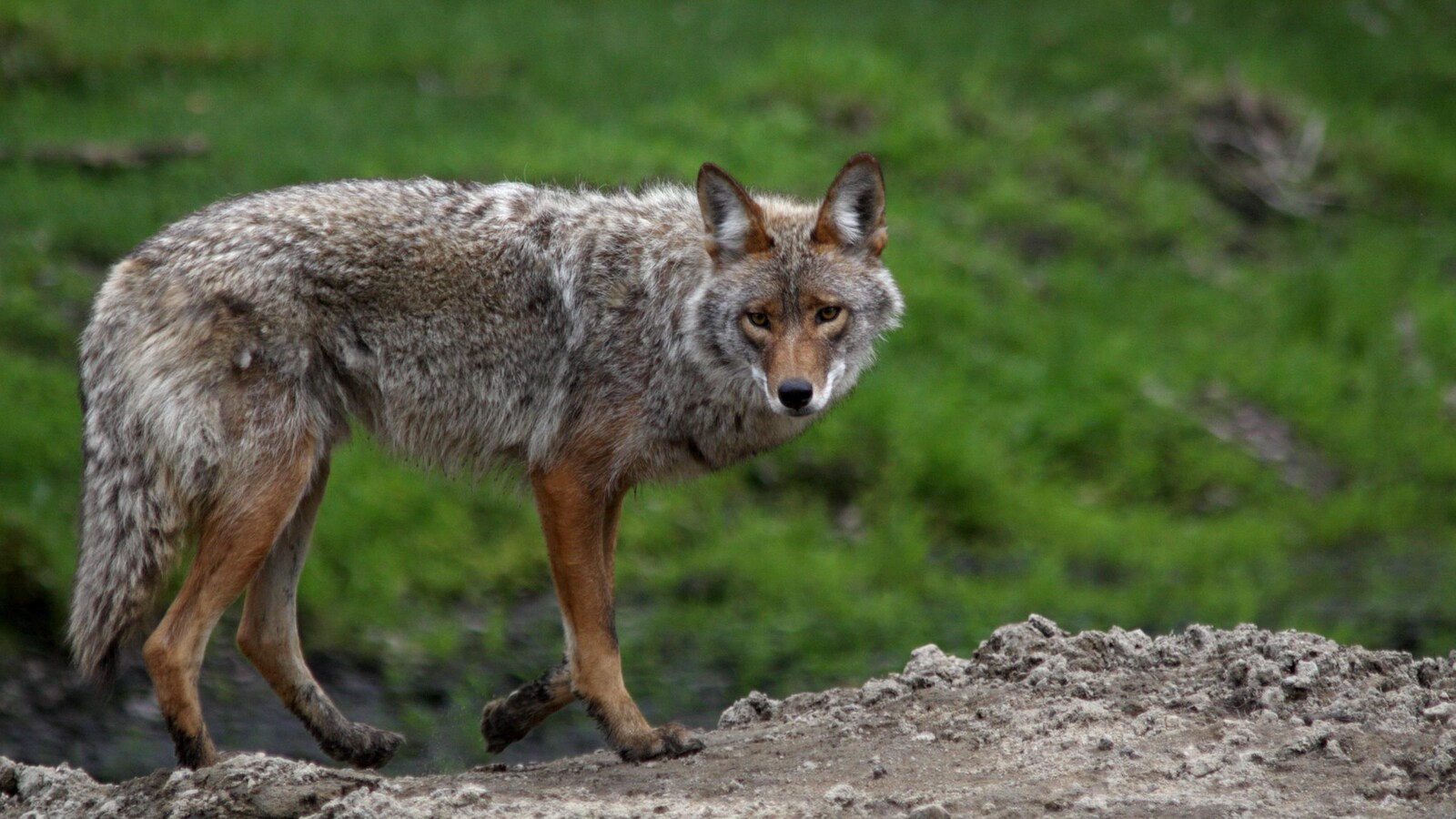 Un coyote.