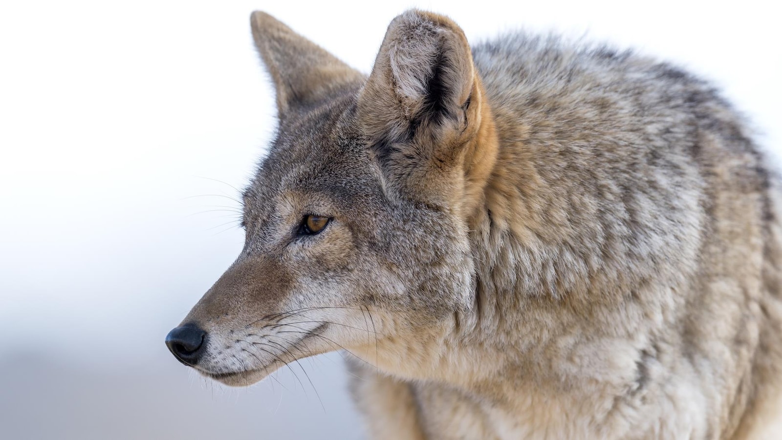 Plan rapproché d'un coyote au pelage fauve.