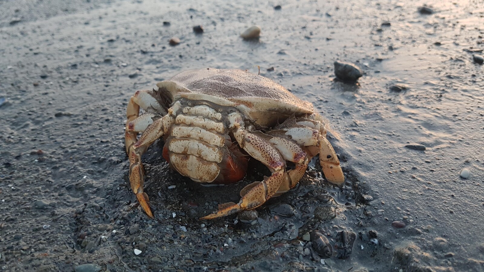 Une femelle crabe commun sur une plage