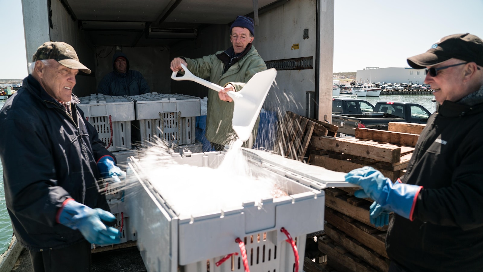 Un pêcheur de crabes tire de la neige sur un arrivage de crabe des neiges dans un contenant ouvert par deux autres pêcheurs.