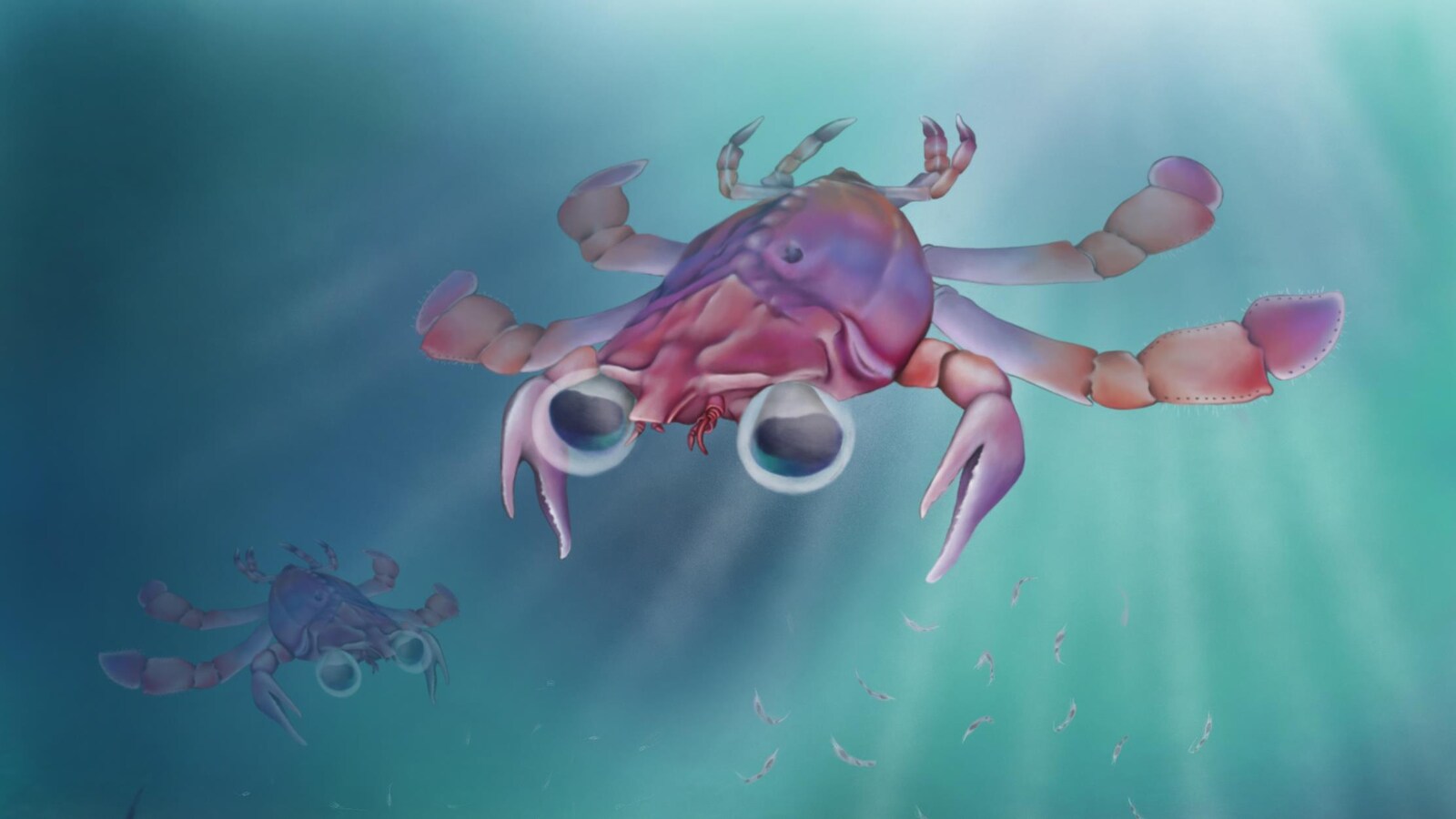Un dessin de ce à quoi aurait ressemblé le crabe, avec des grands yeux globuleux et un corps de homard.