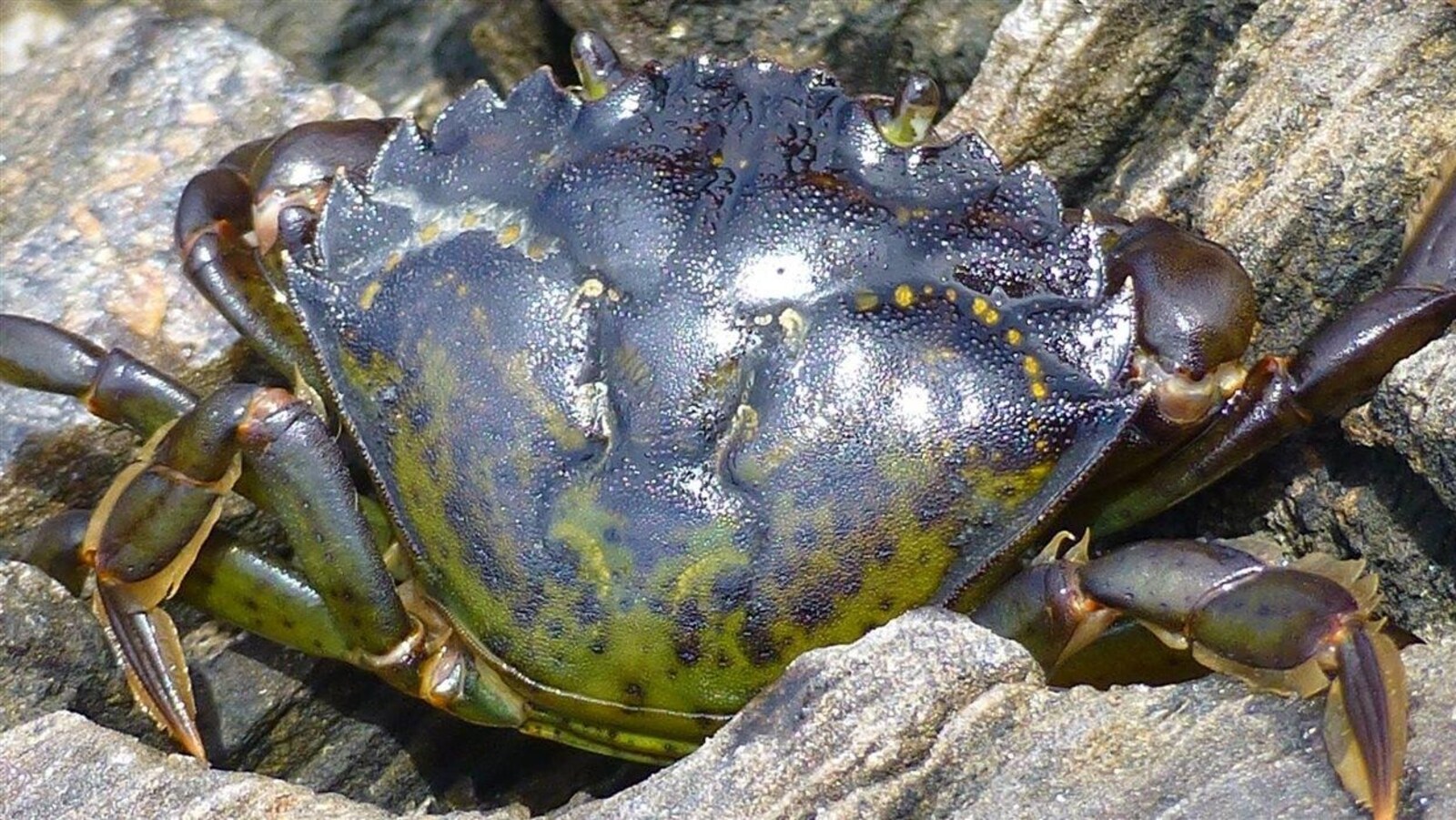 Crabe vert originaire d'Europe