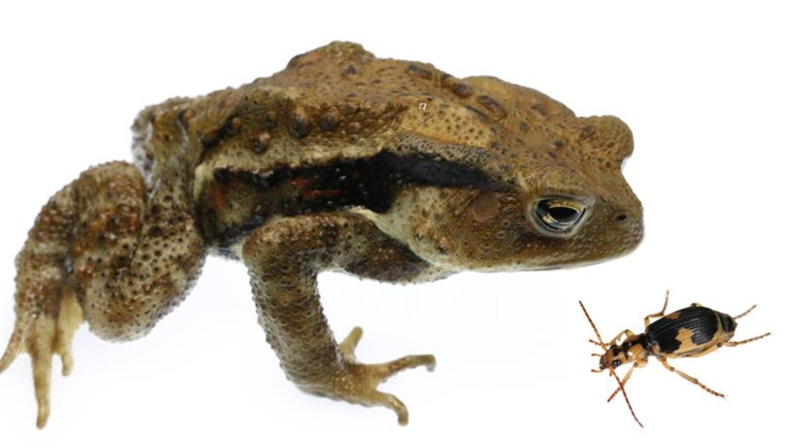 Un crapaud et un coléoptère bombardier