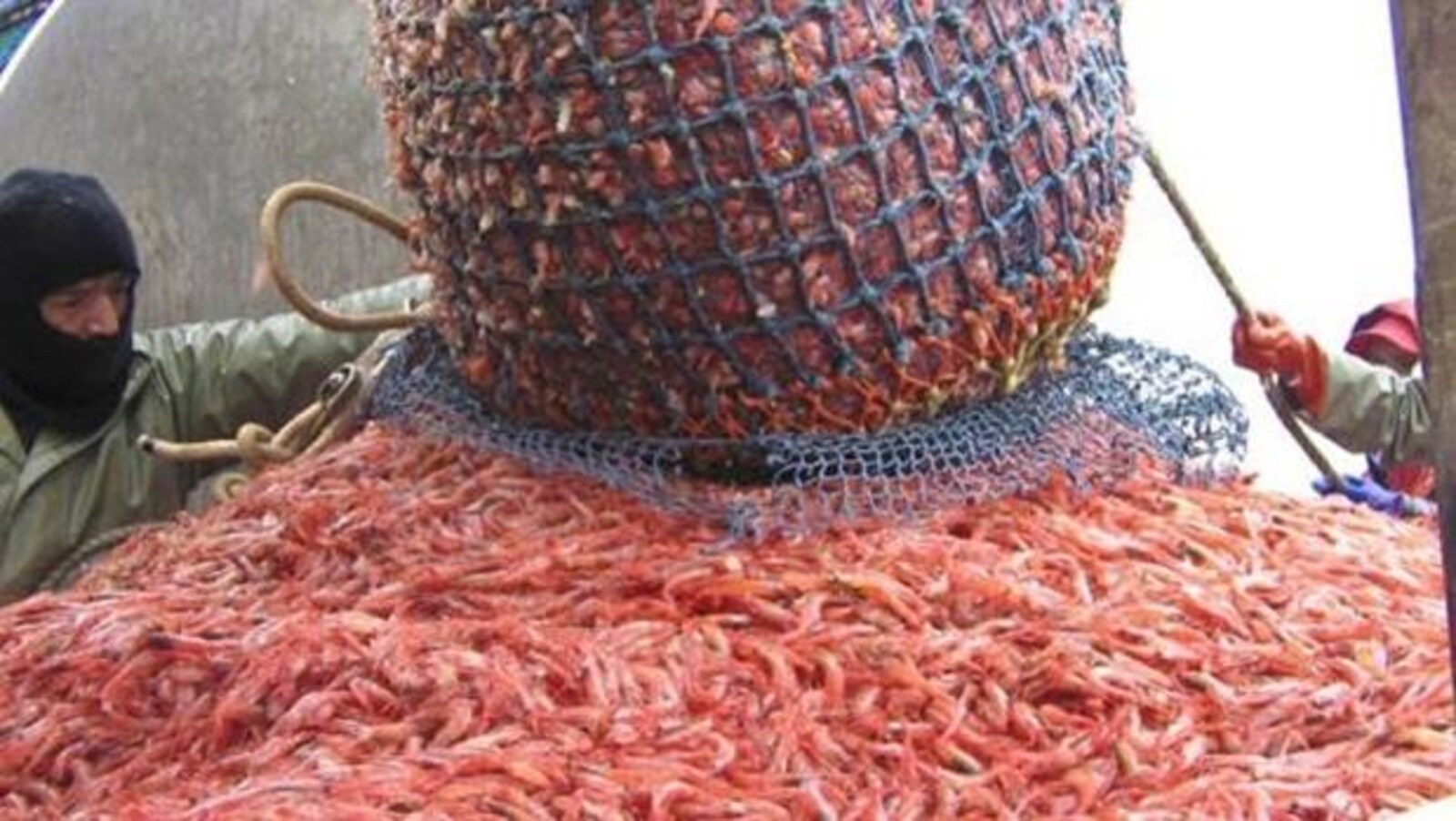 Un filet de pêche plein de crevettes