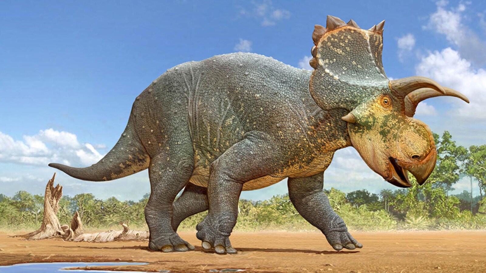 Reconstitution artistique du Crittendenceratops krzyzanowskii.