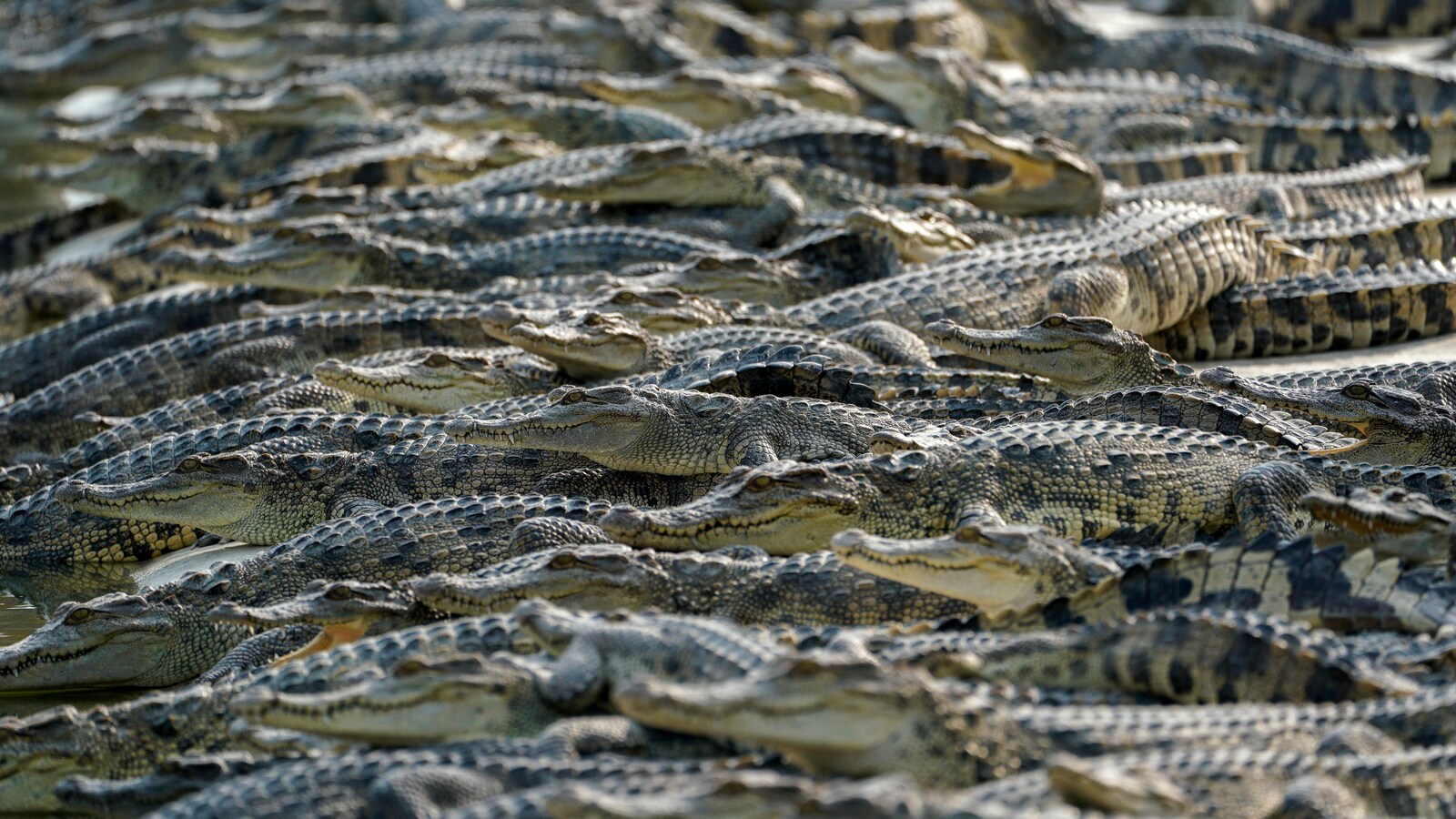 Des dizaines de crocodiles regardant tous dans la même direction sont photographiés de profil. Les reptiles, qui semblent être empilés les uns par-dessus les autres, sont photographiés lors d'une journée ensoleillée.